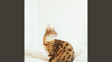 Sublime Moods for Cat Mindfulness