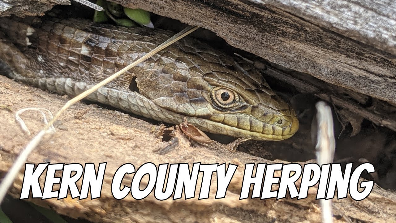 Flipping for Skinks, Lizards, and Snakes in Kern County | Field Herping