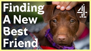 Finding A Dog After Surviving Covid 19 | The Dog House