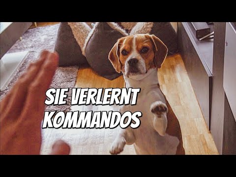 Video: 10 najpametnejših pasem psov