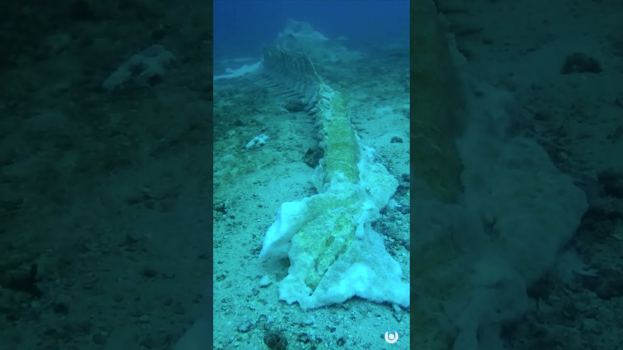A Bizarre Discovery In The Deep Sea Unveiled