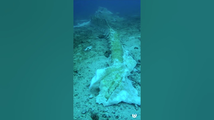 A Bizarre Discovery in the Deep Sea | Unveiled