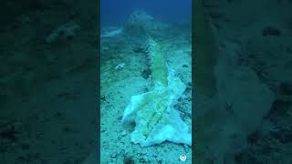 A Bizarre Discovery in the Deep Sea | Unveiled