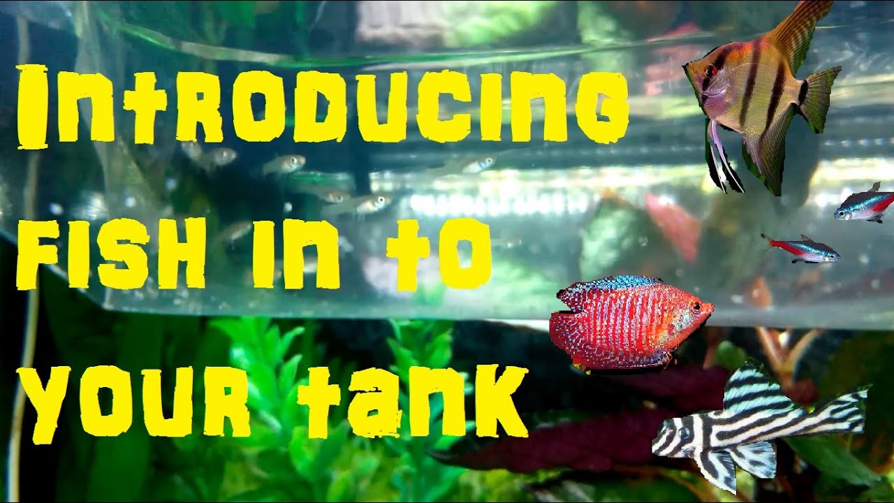 Forum on this topic: How to Introduce a Fish to an , how-to-introduce-a-fish-to-an/ Discussion on this topic: How to Introduce a Fish to an , how-to-introduce-a-fish-to-an/