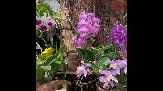 Welcome to the World of Orchids!!!