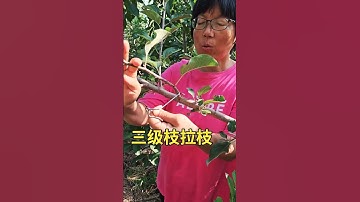 The third-level branch pulling and shaping of fruit trees uses a branch puller