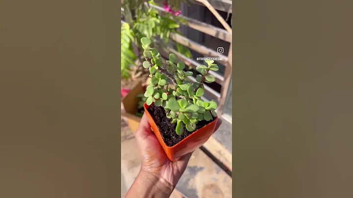 Online plant shopping in India ☘️ Meesho indoor plants haul #shorts