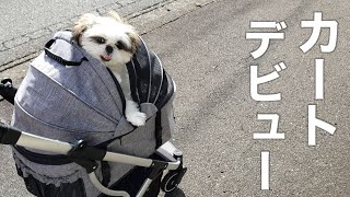 【生後5ヶ月シーズー犬/shihtzu/puppy】カートデビュー