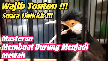 JALAK SUREN SUARA UNIK (MASTERAN MEWAH)