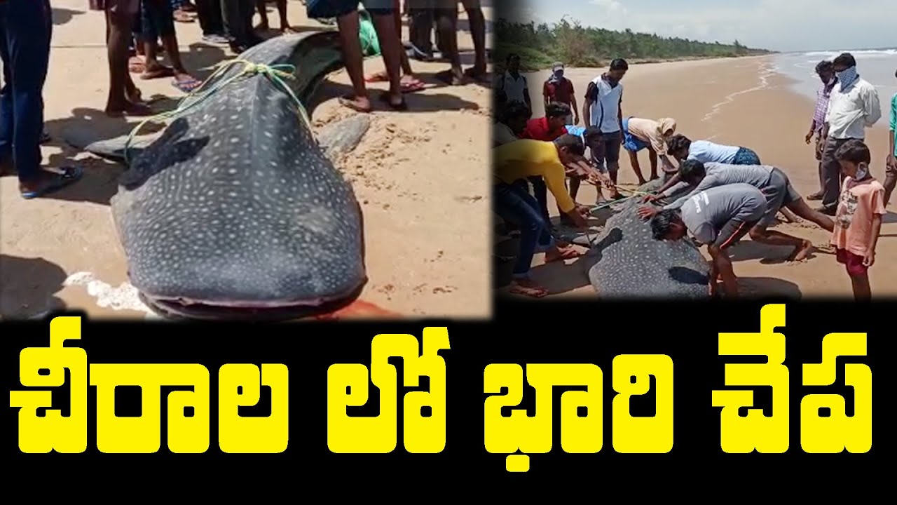 Big Fish in Chirala Beach | Rare Fish in Chirala | Jaalarla Ku Chikkina Sora Chepa | Verity Fish