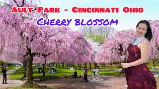 Du lịch Cincinnati Ohio-Rực rỡ hoa anh đào ở công viên Ault Park