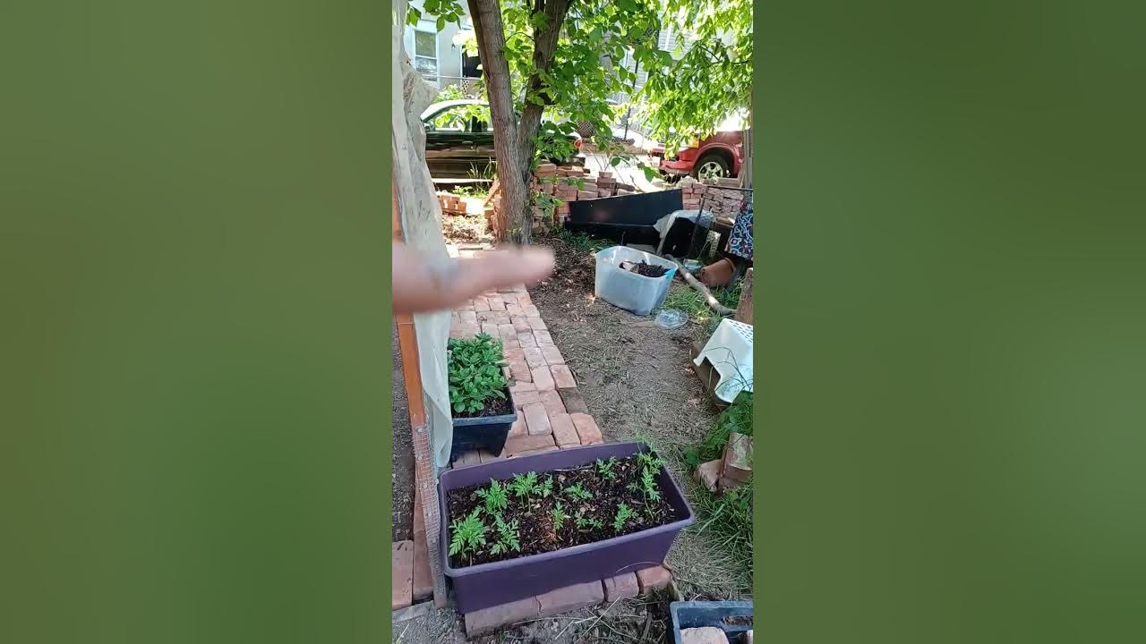 May 23, 2023 Urban homestead pest control part 1 YouTube