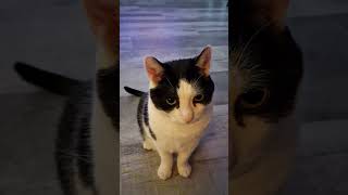 Cow Cat refuses to watch Artemis 2 Moon mission Launch