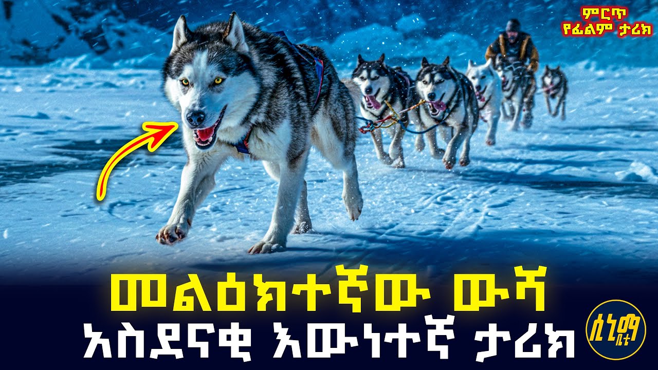 የታመሙ ህፃናትን ለመታደግ ሲል ህይወቱን እንኳን ሳይሳሳ የሰጠው የአስደናቂው ውሻ ታሪክ🤯 | የፊልም ታሪክ ባጭሩ