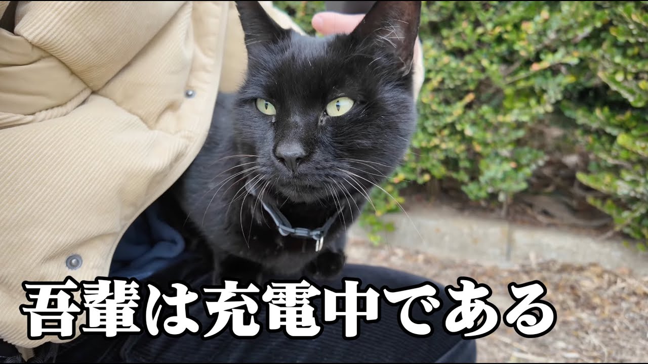 【福岡#2】 猫に捕まり、帰れなくなった