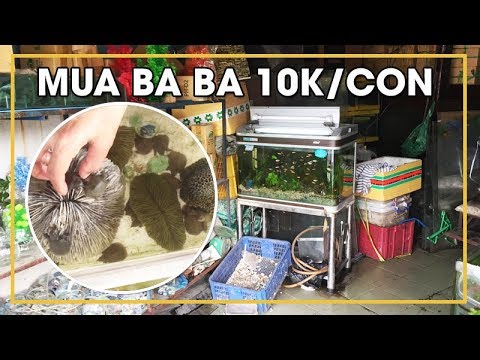 Video Đi Mua Cá Cảnh Về Nuôi và Mua Ba Ba Cảnh, Rùa Kiểng... - youtube