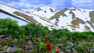 Qilaban, Zozana Şîve-16.05.2024-#uludere, Şive Yaylası