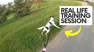 Real, UNEDITED Training Walk With a REACTIVE Dog