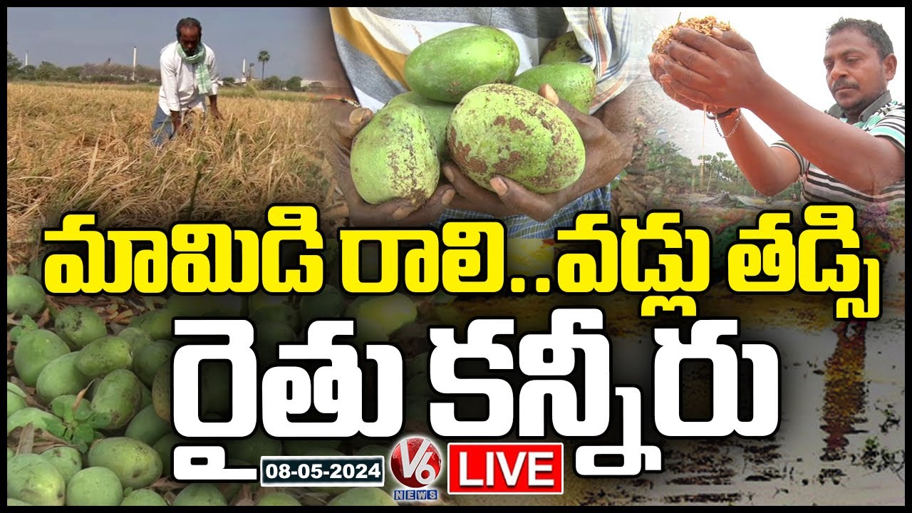 LIVE: Farmers In Concern As Heavy Rain Damage Mango Crop and Paddy ...