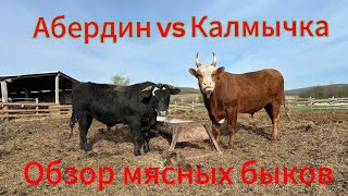 Откорм бычков мясных пород| Абердин и Калмыцкая породы