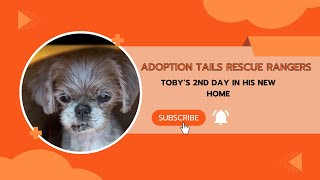 Toby’s 2nd Day of Love & Freedom After 15 Years in a Cage! 😭🐾 #puppy #adoptionrocks