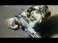 Diving under the sea to catch eels, crabs and sea cucumbers | Part 231