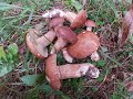 Белые грибы. Массовый выход в лесах у берегов Десногорского водохранилища 22 августа 2023г.