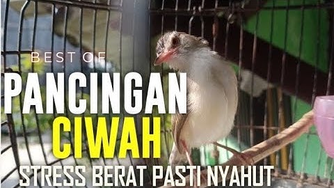 Pancingan ciblek sawah / klik klik bahan biar cepat bunyi gacor