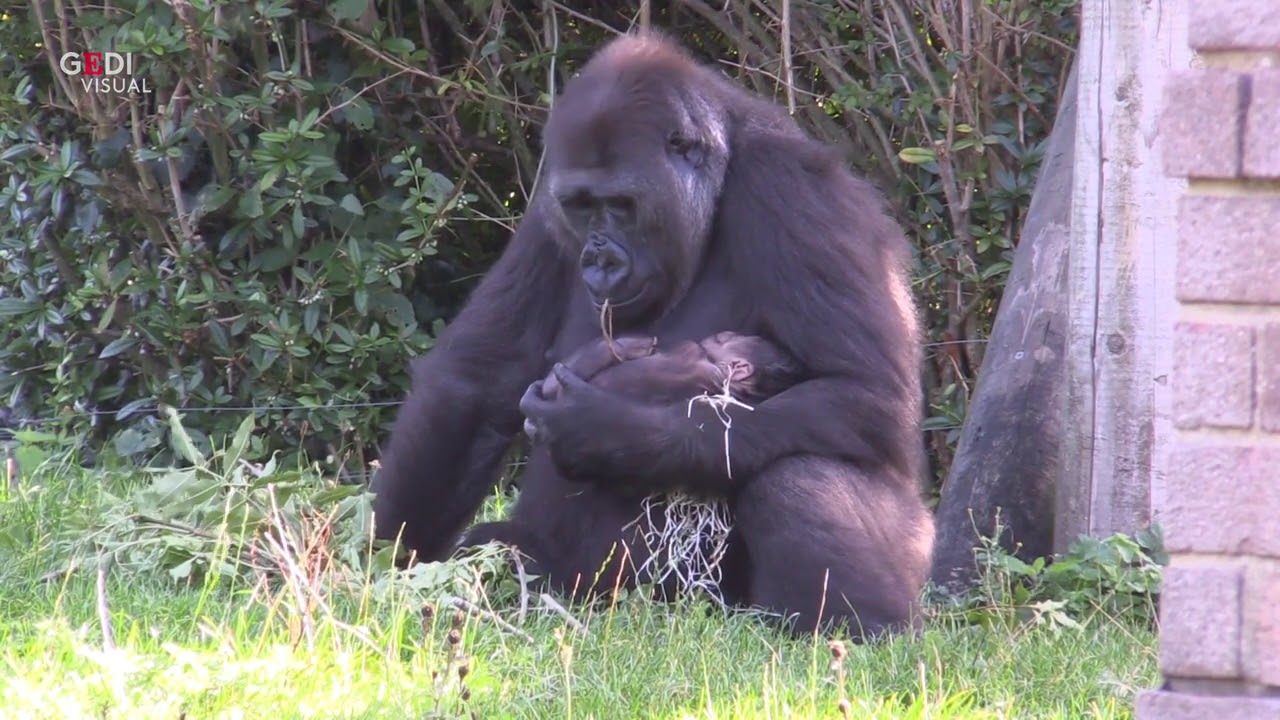 gorilla che fa il dito medio