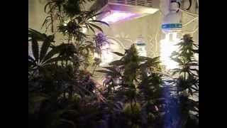 Led Grow Lights - Vanilla Kush Final - www.ledfusion.co.uk