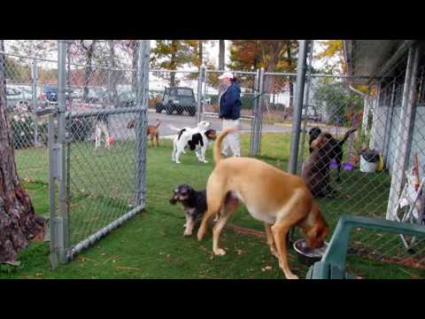 Bayside Kennels Your One Stop For Pet Boarding Grooming Daycare And Supplies Youtube