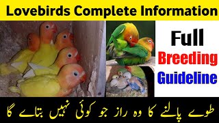 Lovebirds full information | lovebirds breeding tips in Urdu/hindi |fisher,lutino,albino information screenshot 1