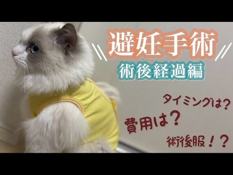 【後編】子猫のラグドール避妊手術後のリアルがこちら