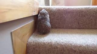 Hedgehog climbing up the stairs