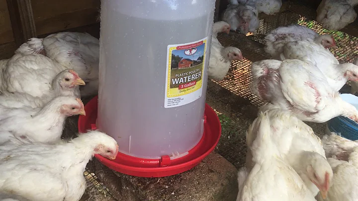 Raising meat birds( 4 weeks old broilers)