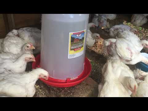 Raising meat birds( 4 weeks old broilers)