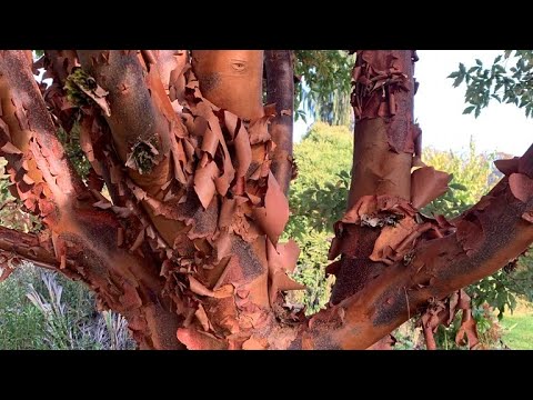 ACER GRISEUM PAPER BARK MAPLE