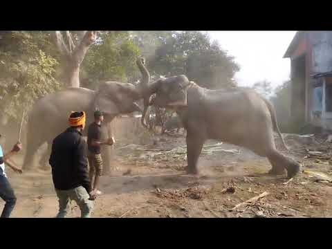 Kaziranga Jay Malhar monimala kajiya