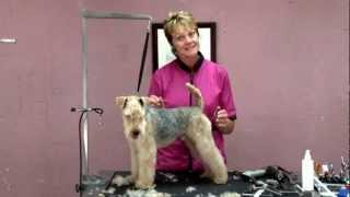 Modified Pet Trim on a Lakeland Terrier  Cheryl Purcell NCMG