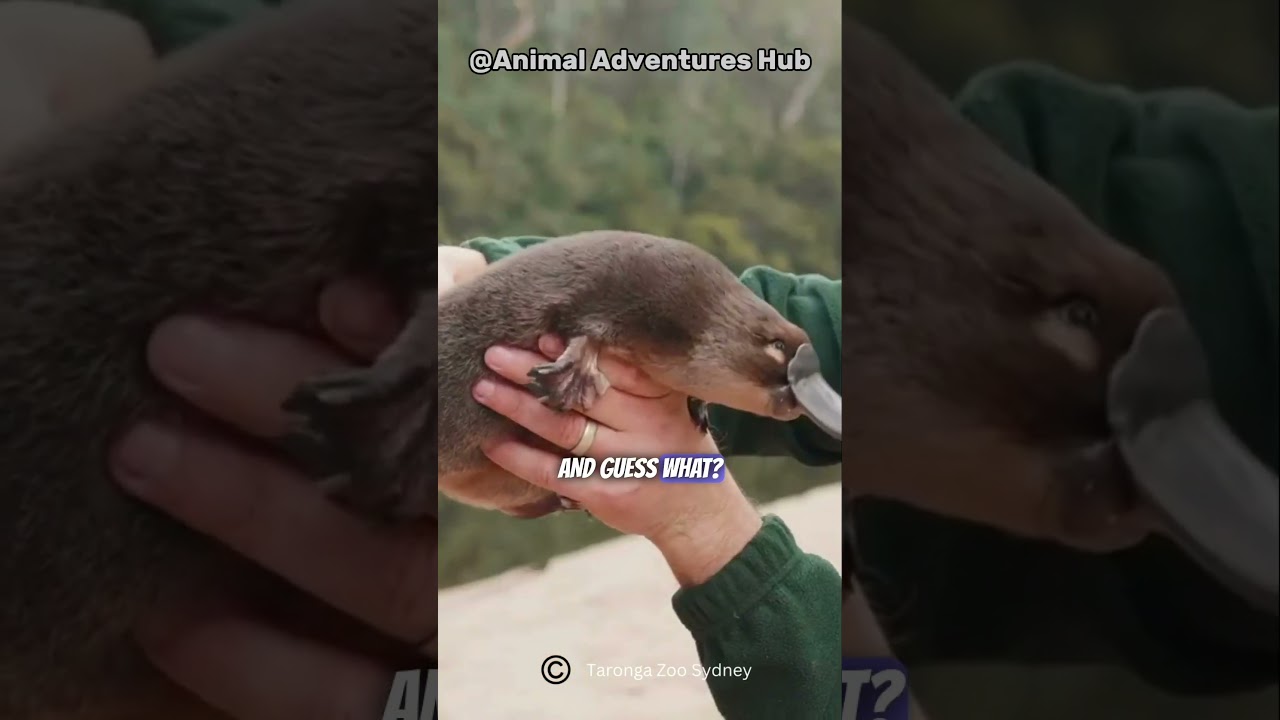 Platypus | Nature's Weirdest Creation