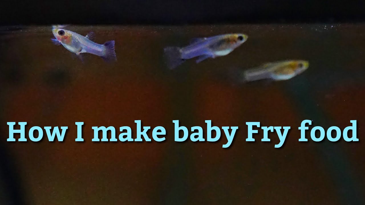 How I make baby fish food! YouTube