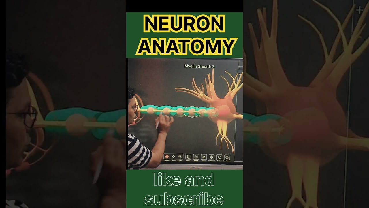 NEURON ANATOMY 🔥FUNCTION OF NEURON.
