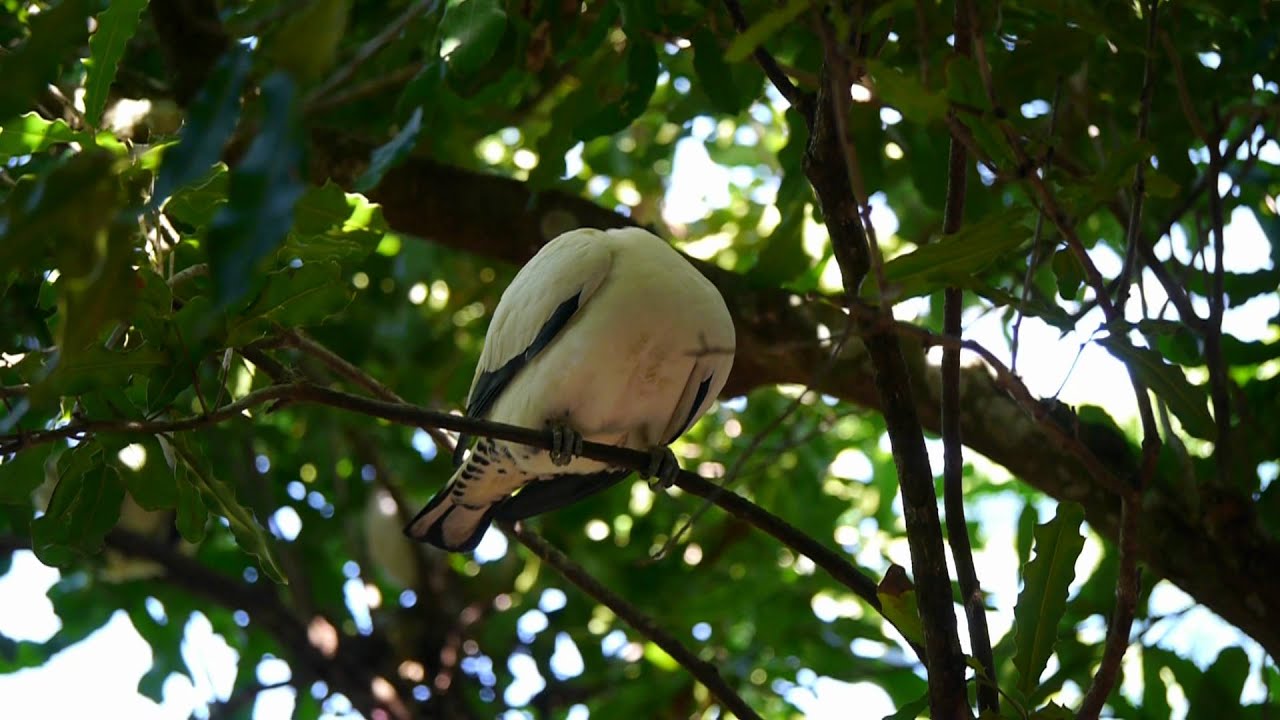 Torresian Imperial Pigeon or Torres Strait Pigeon (Ducula spilorrhoa