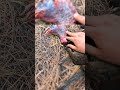 Beautiful Montana Merriam's (Video Out Now) - #montana #merriams #birds #feathers #blessed #outdoors