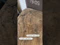 Шершень ворует ос || Виктория Боня #Shorts