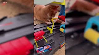 Cat Plays With Toy Cars - 1797051