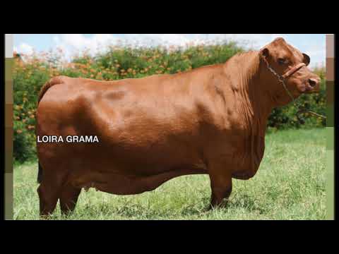 LOTE 05   GRAMA 725