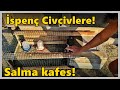 İspenç Civcivlere Salmalı Kafes Yaptım!-İlk Kez Güneş Gördüler!-#Civciv!İspenç#Tekirdağ#gurk#kümes