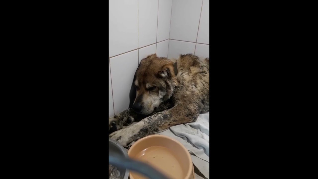 История среднеазиатской овчарки по кличке Ирхан не оставила сердце волонтера равнодушным!