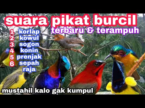 TERBARU‼️SUARA PIKAT BURUNG KECIL || pikat kolibri sogon,korlap,kowul,konin,sepah raja,prenjak